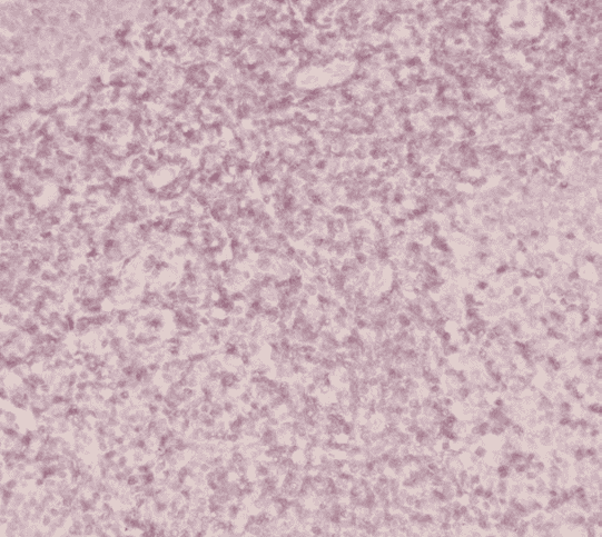 HRP-conjugated Affinipure Goat Anti-Rabbit IgG (H+L)-2